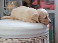 Kaninchen_Dachshund_4409