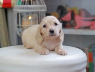 Kaninchen_Dachshund_4413