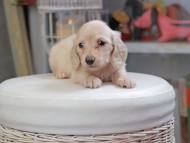 Kaninchen_Dachshund_4423