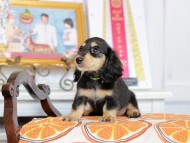 Kaninchen_Dachshund_4568 Kaninchen_Dachshund_4568