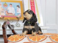 Kaninchen_Dachshund_4570 Kaninchen_Dachshund_4570