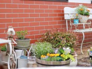 Kaninchen_Dachshund_4570 Kaninchen_Dachshund_4570