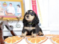 Kaninchen_Dachshund_4575