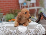 Kaninchen_Dachshund_4583