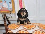 Kaninchen_Dachshund_4584 Kaninchen_Dachshund_4584