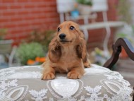 Kaninchen_Dachshund_4587