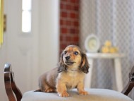 Kaninchen_Dachshund_4588
