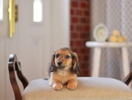 Kaninchen_Dachshund_4592