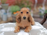 Kaninchen_Dachshund_4596