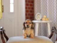 Kaninchen_Dachshund_4599