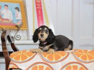 Kaninchen_Dachshund_4599