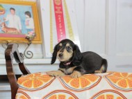 Kaninchen_Dachshund_4600 Kaninchen_Dachshund_4600