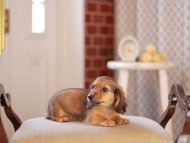 Kaninchen_Dachshund_4601