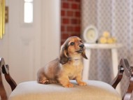 Kaninchen_Dachshund_4606