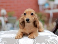 Kaninchen_Dachshund_4606