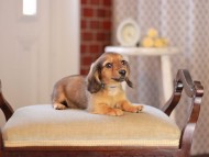 Kaninchen_Dachshund_4607 Kaninchen_Dachshund_4607