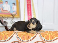 Kaninchen_Dachshund_4609