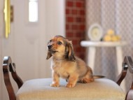 Kaninchen_Dachshund_4613