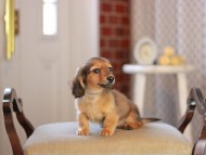 Kaninchen_Dachshund_4614 Kaninchen_Dachshund_4614