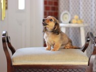 Kaninchen_Dachshund_4616