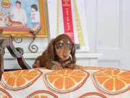 Kaninchen_Dachshund_4621