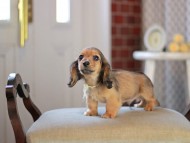 Kaninchen_Dachshund_4623