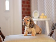 Kaninchen_Dachshund_4629
