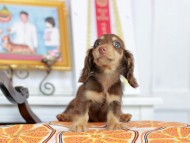 Kaninchen_Dachshund_4636