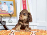 Kaninchen_Dachshund_4637