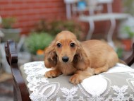 Kaninchen_Dachshund_4638