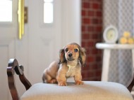 Kaninchen_Dachshund_4640