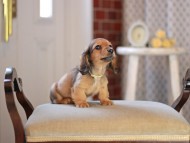 Kaninchen_Dachshund_4642