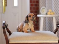 Kaninchen_Dachshund_4644