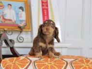 Kaninchen_Dachshund_4655