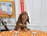 Kaninchen_Dachshund_4656