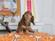 Kaninchen_Dachshund_4662