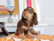 Kaninchen_Dachshund_4666