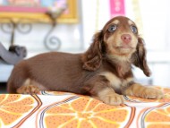 Kaninchen_Dachshund_4697