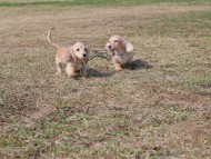 Kaninchen_Dachshund_4723 Kaninchen_Dachshund_4723