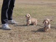 Kaninchen_Dachshund_4733