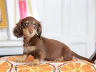 Kaninchen_Dachshund_4734 Kaninchen_Dachshund_4734