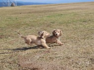 Kaninchen_Dachshund_4735