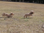 Kaninchen_Dachshund_4736