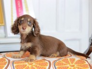 Kaninchen_Dachshund_4736