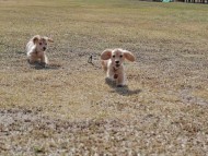 Kaninchen_Dachshund_4738