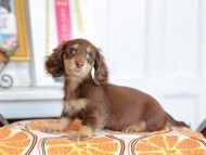Kaninchen_Dachshund_4741