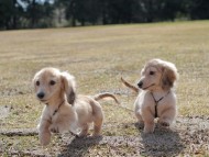 Kaninchen_Dachshund_4745