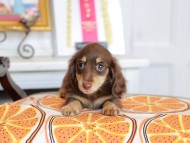 Kaninchen_Dachshund_4752