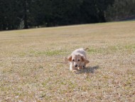 Kaninchen_Dachshund_4755