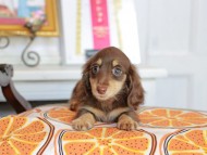 Kaninchen_Dachshund_4756